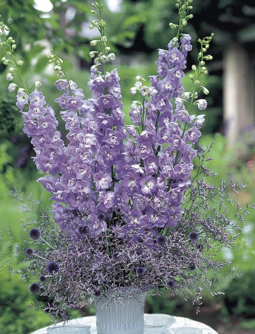 Delphinium elatum 'Aurora™ Lavender'