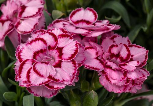 Dianthus (Garden Pinks)