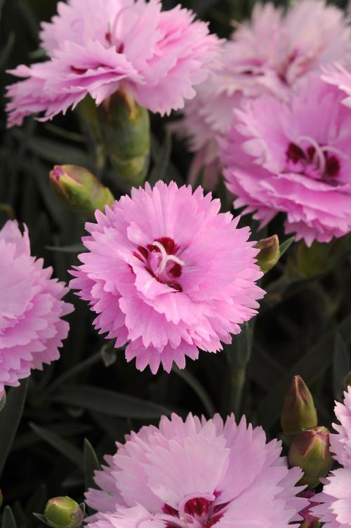 Dianthus 'Everlast™ Lavender + Eye'