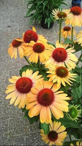 Echinacea purp. (Coneflower)