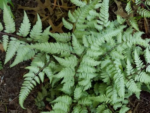 Athyrium niponicum pictum 'Pearly White'