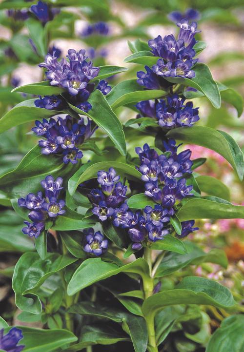 Gentiana cruciata 'Blue Cross'