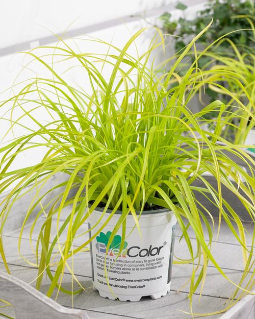 Carex oshimensis 'EverColor® Everillo'