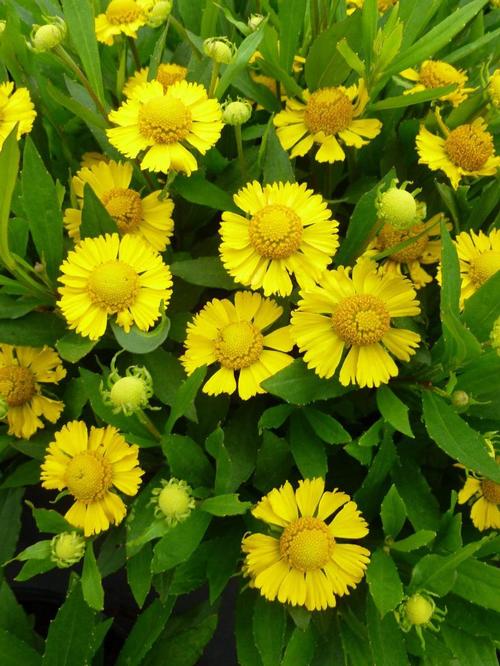 Helenium autumnale (Sneezeweed)