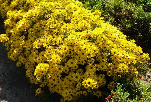 Helianthus salicifolius 'Autumn Gold'