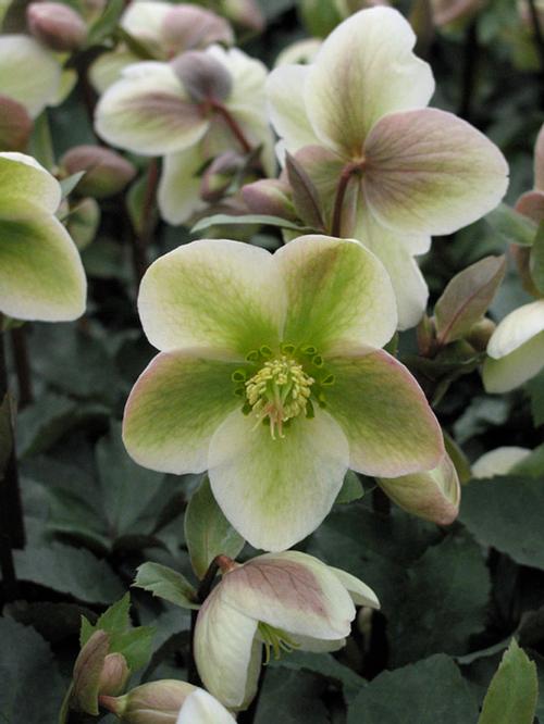 Helleborus 'WALBERTON'S® Ivory Prince'