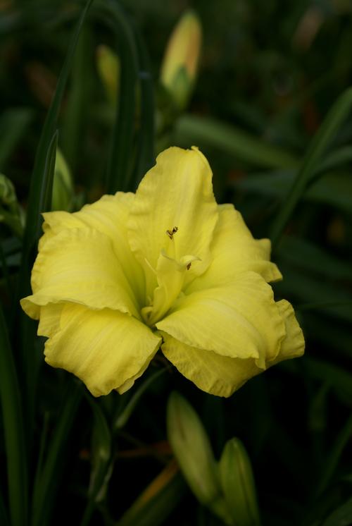 Hemerocallis (Daylily)