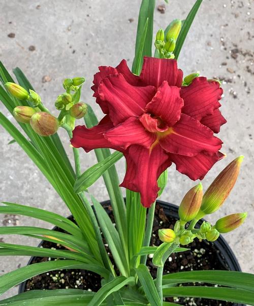 Hemerocallis 'Double Pardon Me'