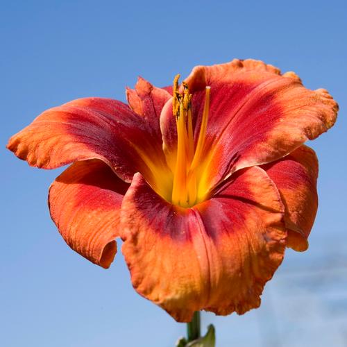 Hemerocallis (Daylily)