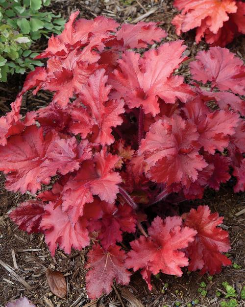 Heuchera 'Forever® Red'