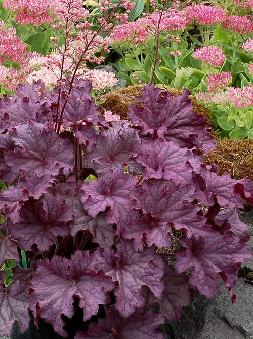 Heuchera 'GRANDE™ Amethyst'