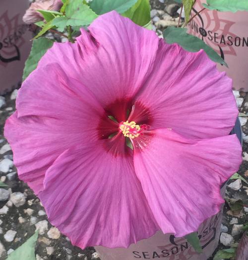 Hibiscus x moscheutos (Rose Mallow)