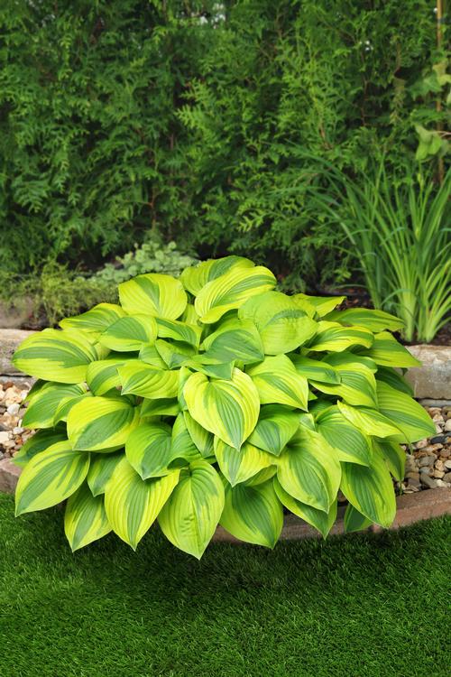 Hosta 'Velvet Moon'