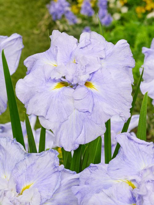 Iris ensata (Japanese Iris)