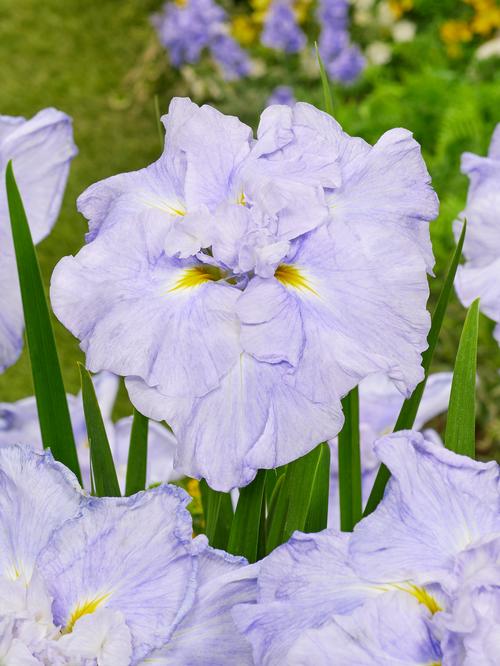 Iris ensata 'Dinner Plate™ Ice Cream'