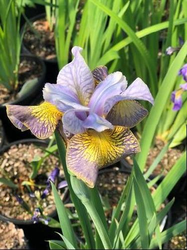 Iris siberica 'Peacock Butterfly™ Uncorked'