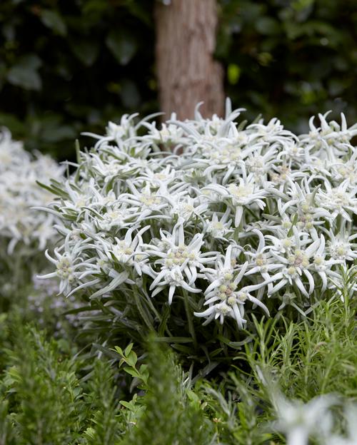 Leontopodium alpinum (Edelweiss)