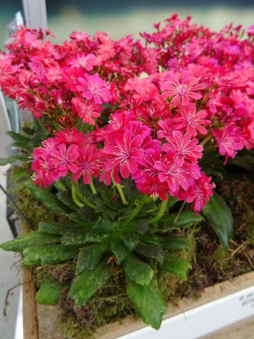 Lewisia cotyledon-hybr. Elise Ruby Red