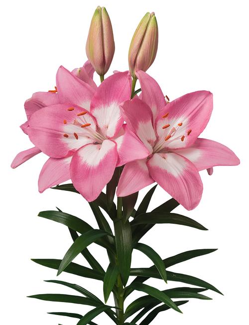 Lilium - Asiatic Lily (Asiatic Lily)