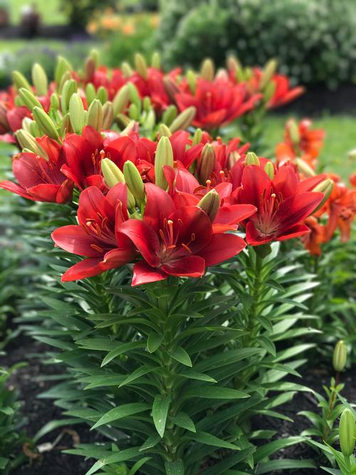 Lilium - LA Hybrid Lily 'Summer Scarlet®'