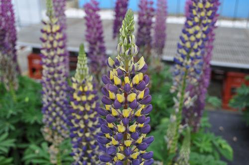 Lupinus 'Staircase® Dark Blue & Yellow'