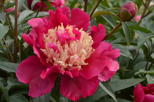 Peony (Garden Peony)