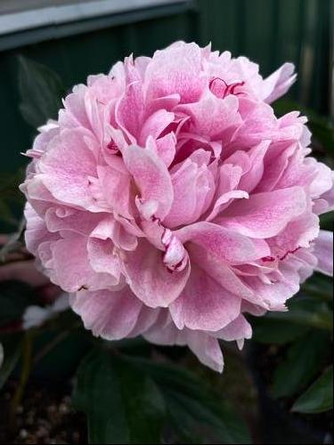 Peony 'The Fawn'