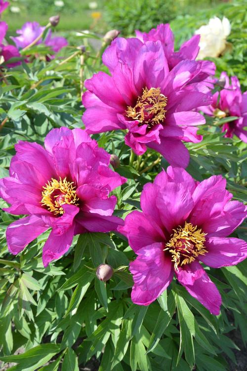 Peony ITOH 'Morning Lilac'