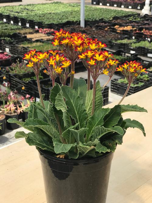 Primula vulgaris 'Oakleaf Yellow Picotee'