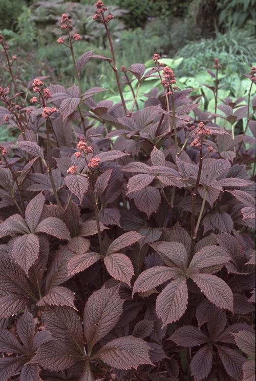 Rodgersia pinnata (Rodger's Flower)