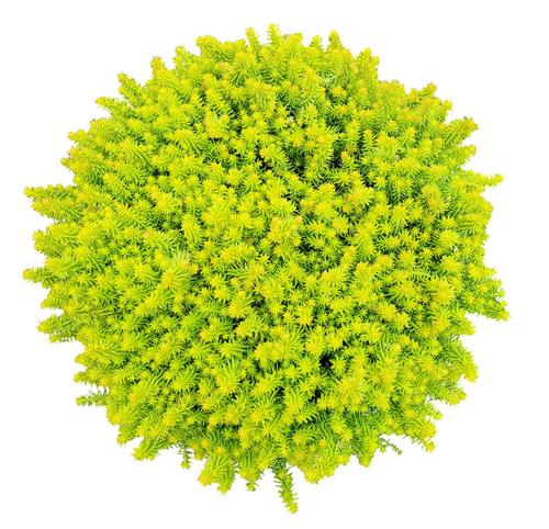 Sedum SunSparkler® Series 'Angelina's Teacup'