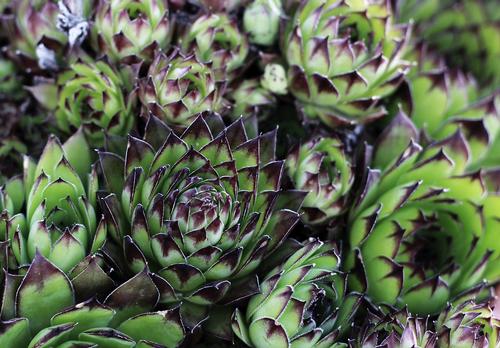 Sempervivum 'Black'