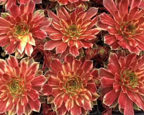 Sempervivum Chick Charms® 'Citrus Sunrise'