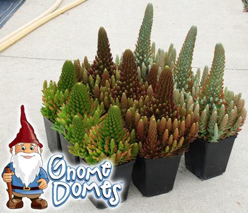 Succulent (Duncecap)