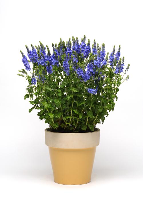 Veronica austriaca 'Venice Blue'