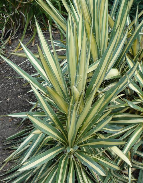 Yucca filamentosa 'Color Guard'