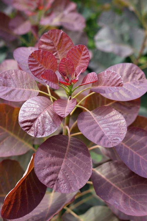 Cotinus coggygria 'Royal Purple'