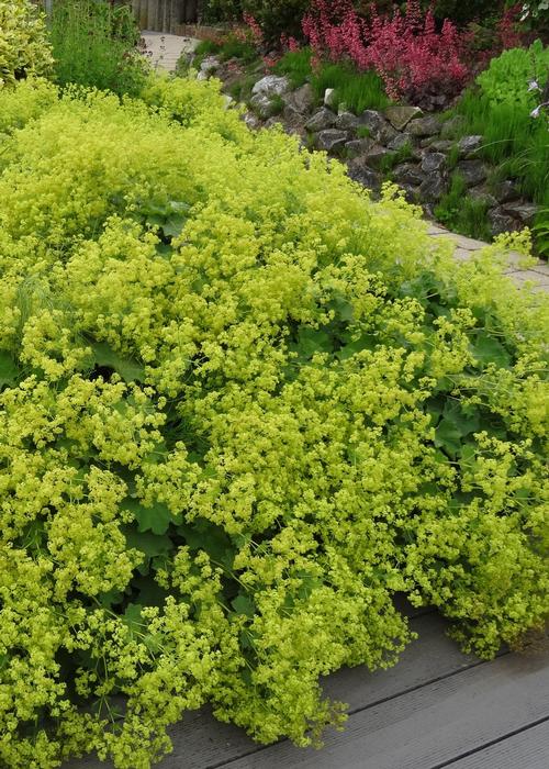 Alchemilla mollis 