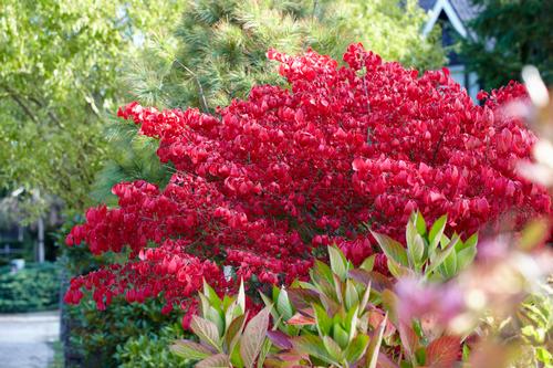 Euonymus alatus (Dwarf Winged Burning Bush)