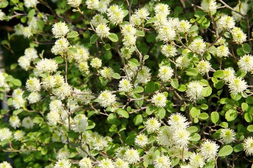 Fothergilla major 'Mount Airy'