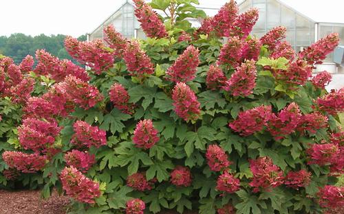 Hydrangea quercifolia 'Ruby Slippers'