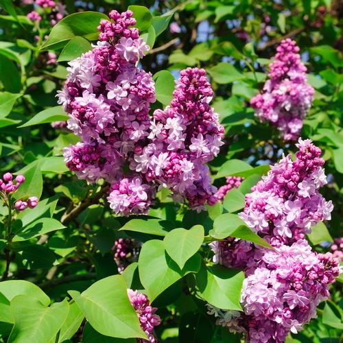 Syringa vulgaris 'Prairie Petite'