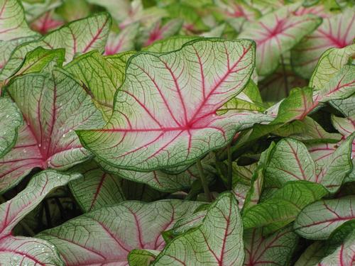 Caladium (Caladium)