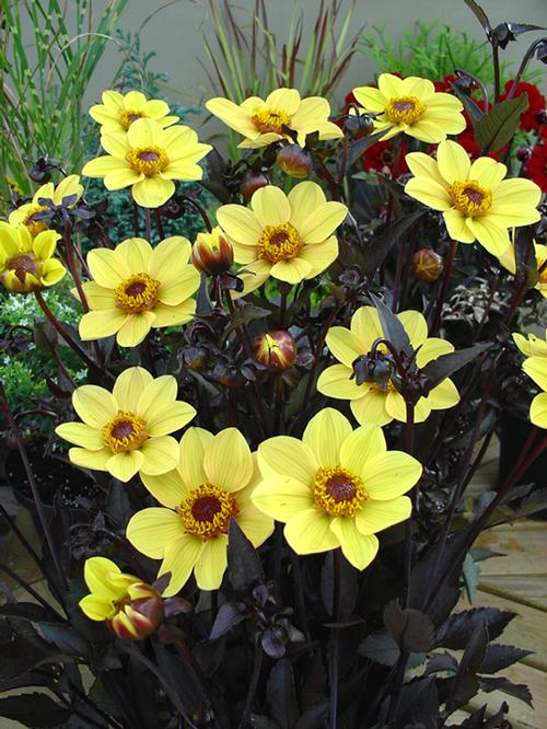Dahlia (Patio Dahlia)