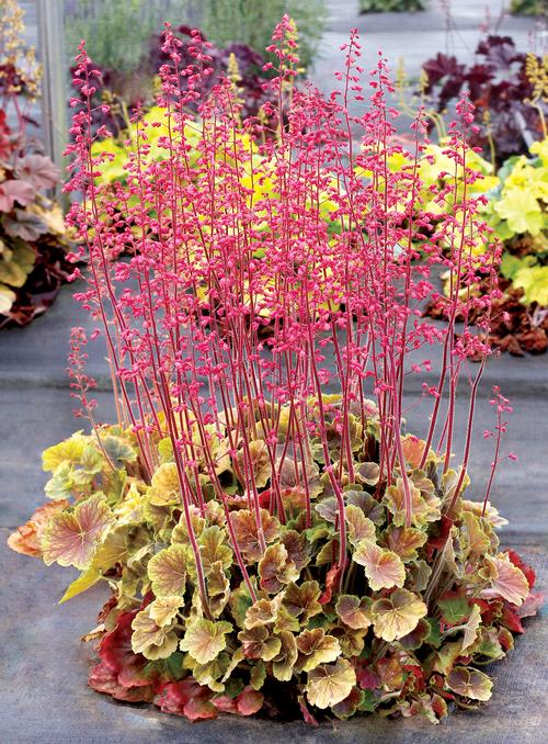 Heuchera 'Northern Exposure™ Sienna'