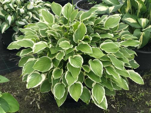 Hosta 'So Sweet'