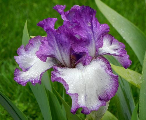 Iris germanica 'Mariposa Autumn'