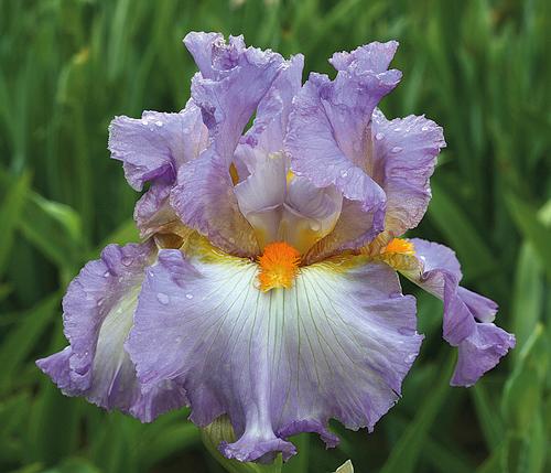 Iris germanica 'Oui Madame'
