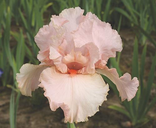 Iris germanica 'Peggy Sue'