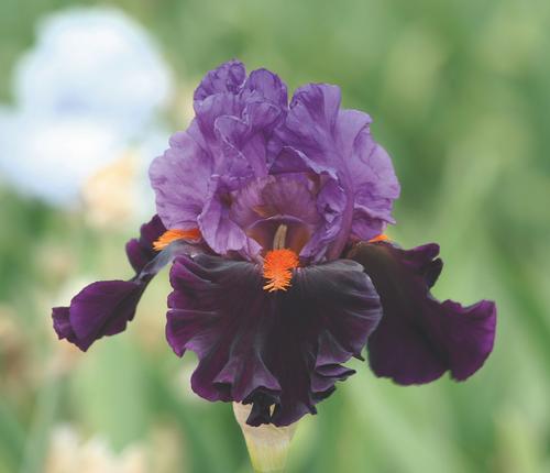 Iris germanica 'Sharp Dressed Man'